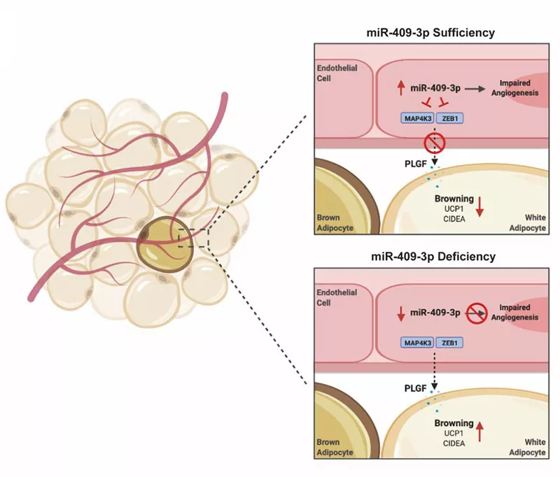 Icli Lab Figure 1