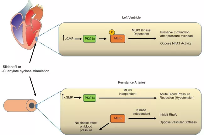 Blanton Lab Figure 2