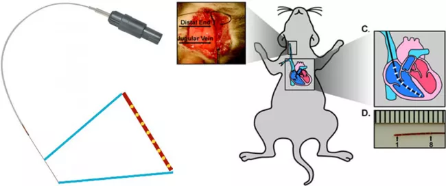 Galper Lab Figure 1 and 2