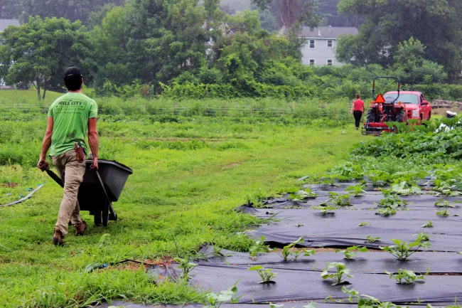 Mill City Grows field