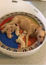 Puppy Bob Puppy Bob