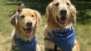Dottie and Bob, two therapy dogs