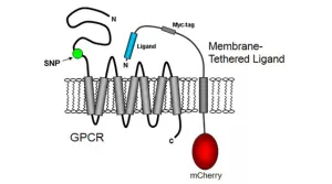 MCRI Membrane