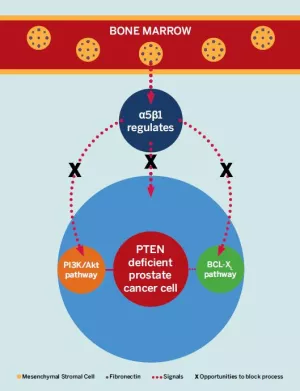 Prostate Cancer